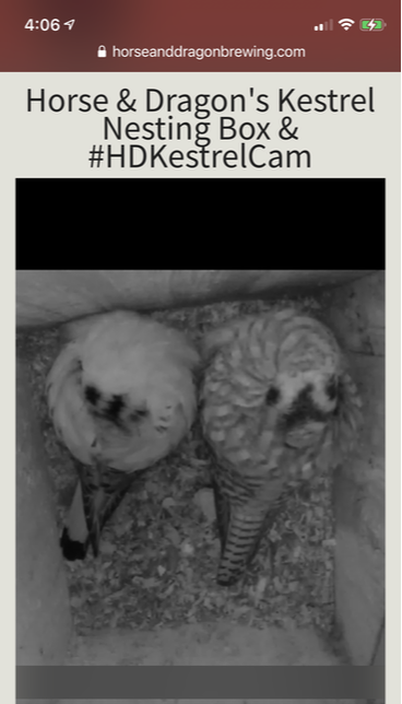 Picture of 2 kestrels sleeping during camera's 