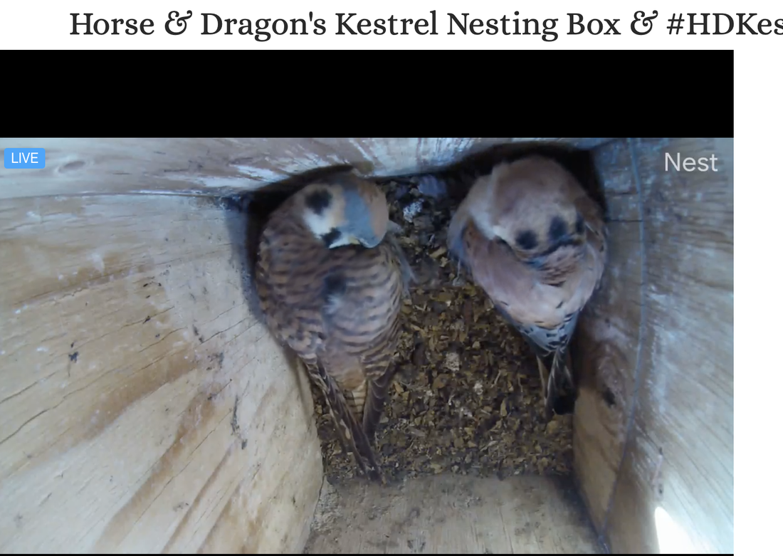Picture of 2 kestrels sleeping in nesting box.