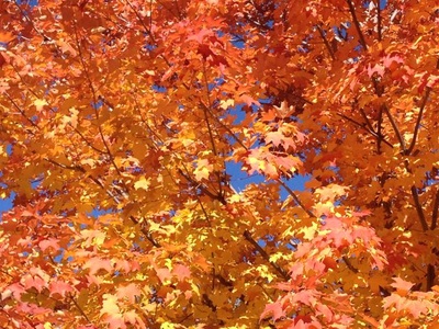 Tree in autumn.