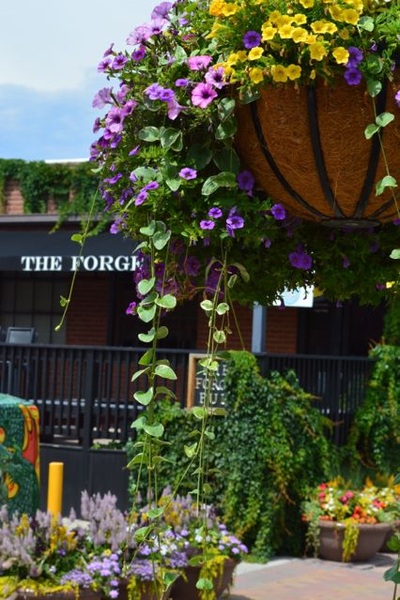 The Forge pub with flowers climbing to awning.
