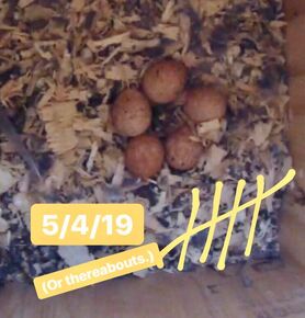 5 eggs in kestrel nesting box on May 4, 2019.