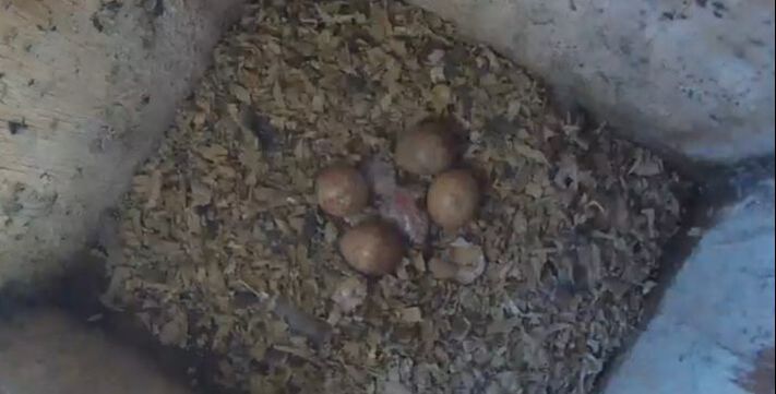 Picture of one tiny kestrel hatched, and 4 remaining eggs unhatched.