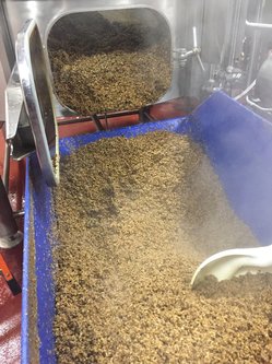 Picture of spent grains coming out of mash tun.