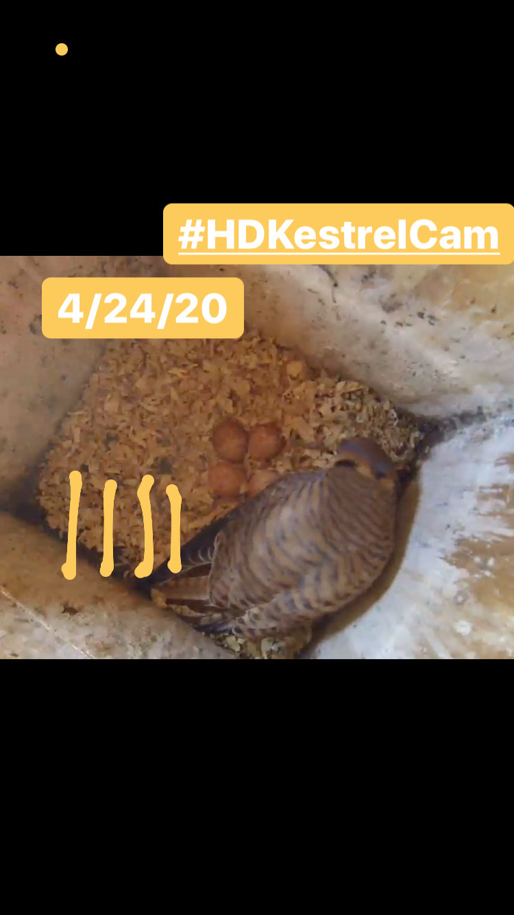Adult kestrel with 4 eggs in nesting box.
